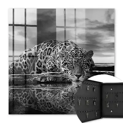Jaguars in het water zwart-wit contrast