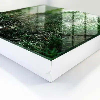 Een spinnenweb in een woud van groene naalden