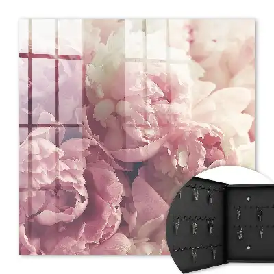 Crème-roze pioenrozen