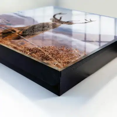 Bergantilopen in een mistig landschap