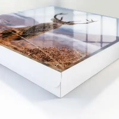 Bergantilopen in een mistig landschap