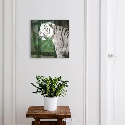 Witte tijger in een groene omgeving