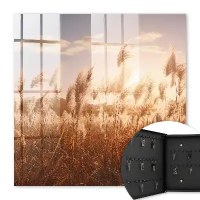 Zonsondergang met gras tegen een heldere lucht