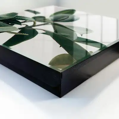 Ficusbladeren op een lichte achtergrond
