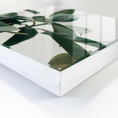 Ficusbladeren op een lichte achtergrond