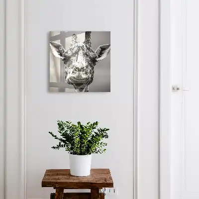 Giraffeportret in zwart-wit