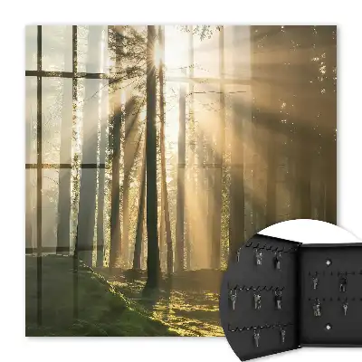 Boslicht met magische sfeer