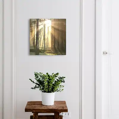 Boslicht met magische sfeer