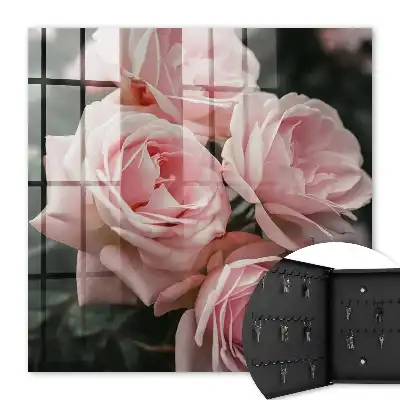 Roze rozen in volle bloei