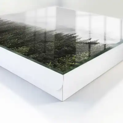Mistige dennenbomen omlijst door groen