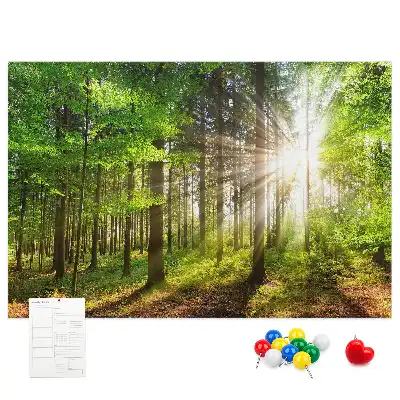 Kurk prikbord Bos zonsopgang