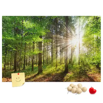 Kurk prikbord Bos zonsopgang