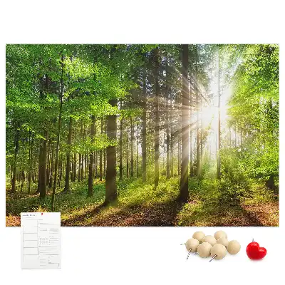 Kurk prikbord Bos zonsopgang