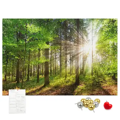 Kurk prikbord Bos zonsopgang