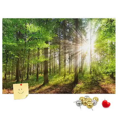 Kurk prikbord Bos zonsopgang