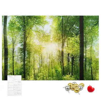 Memobord van kurk Natuur bos bomen