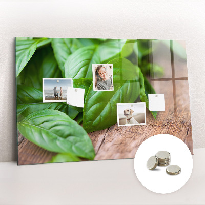 Magnetisch wandbord Basilicumblaadjes