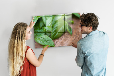 Magnetisch wandbord Basilicumblaadjes