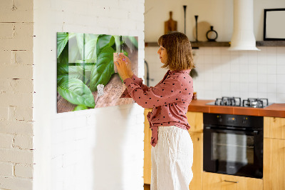 Magnetisch wandbord Basilicumblaadjes