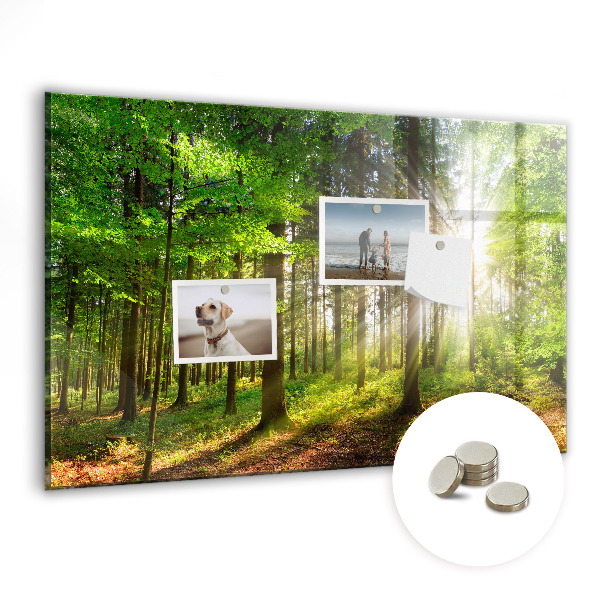 Magnet board Zonsopgang in het bos