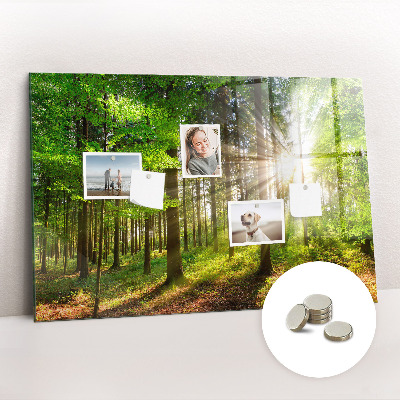 Magnet board Zonsopgang in het bos