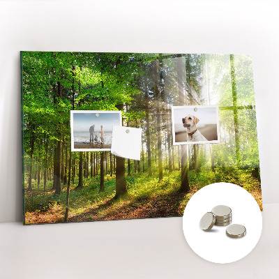 Magnet board Zonsopgang in het bos