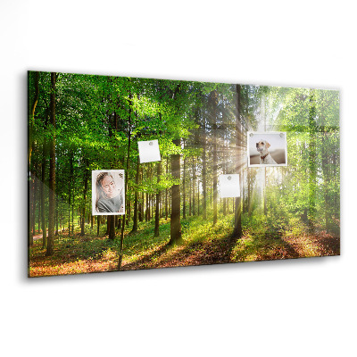Magnet board Zonsopgang in het bos