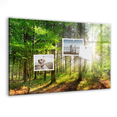 Magnet board Zonsopgang in het bos
