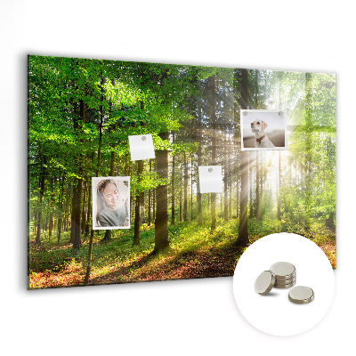Magnet board Zonsopgang in het bos