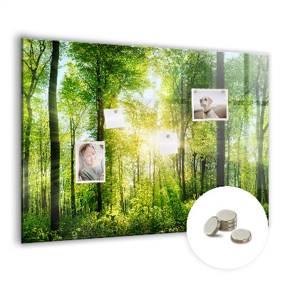 Magnet board Natuurbosbomen