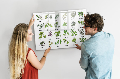 Uitwisbaar glazen planbord met magnetische functie Soorten bomen