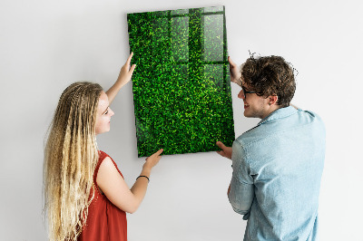 Magnetisch planbord voor de muur van bedrukt glas Bladeren van hekplanten