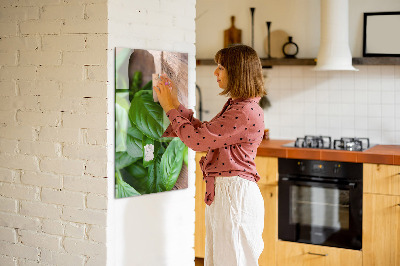 Magnetisch bord Basilicumblaadjes