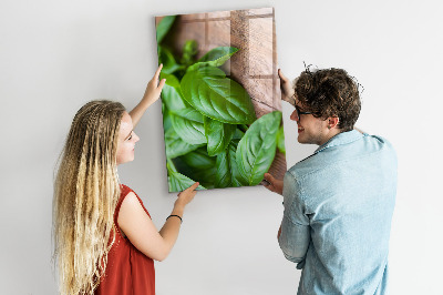 Magnetisch bord Basilicumblaadjes