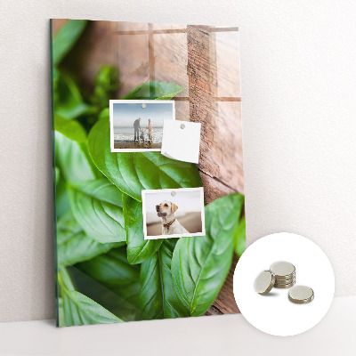 Magnetisch bord Basilicumblaadjes