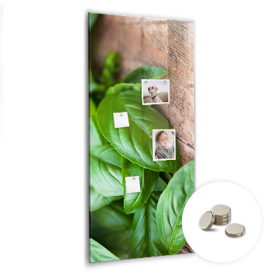 Magnetisch bord Basilicumblaadjes