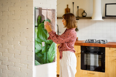 Magnetisch bord Basilicumblaadjes