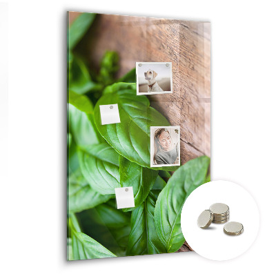 Magnetisch bord Basilicumblaadjes