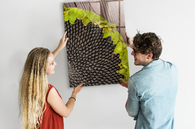 Magnetisch bord Zonnebloempitten