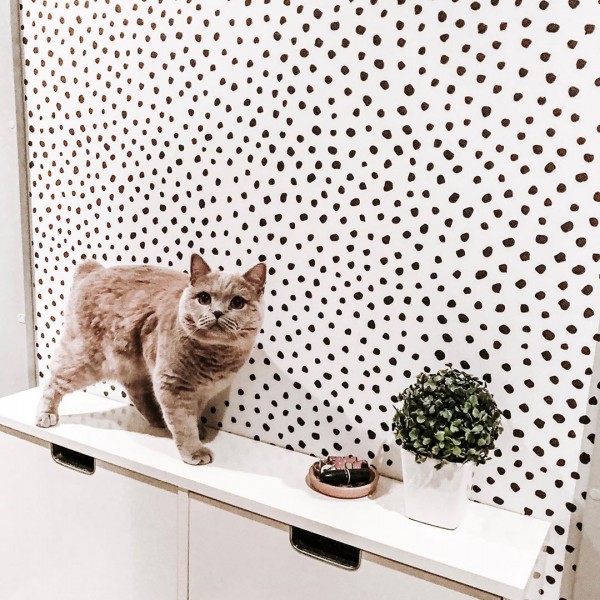 Fotobehang met stippen – Speelse en stijlvolle wanddecoratie 